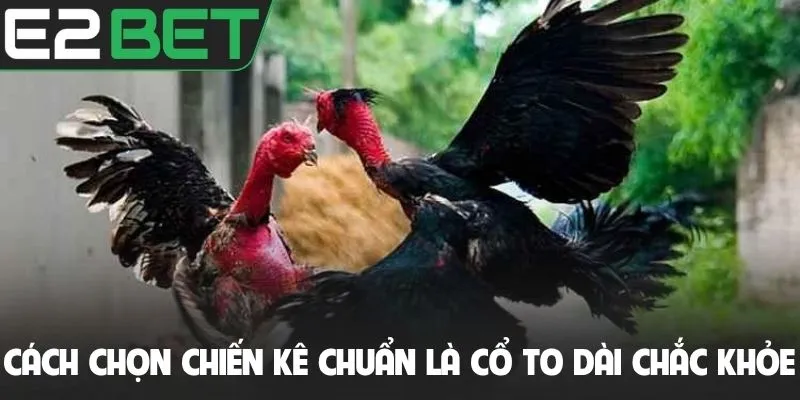 Cách chọn chiến kê chuẩn là cổ to dài chắc khỏe
