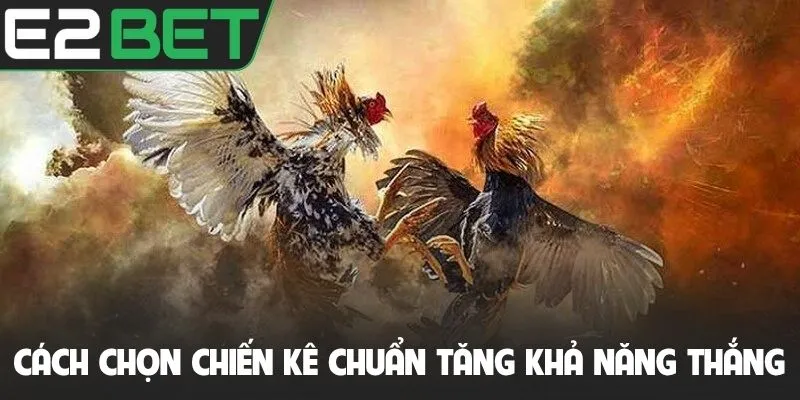 Cách chọn chiến kê chuẩn tăng khả năng thắng