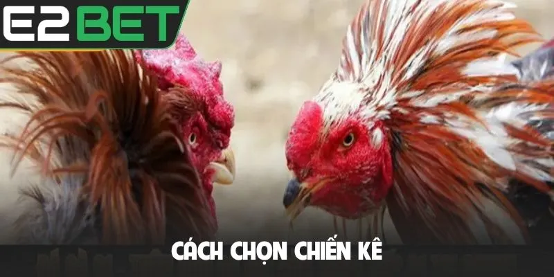 Cách chọn chiến kê